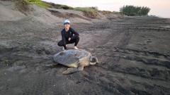 Environmental preservation and sea turtles