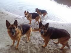 Breathtaking nature, peace and freedom, helping at an animal shelter in Storkow, Germany