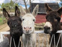 Breathtaking nature, peace and freedom, helping at an animal shelter in Storkow, Germany