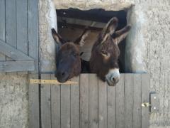 Breathtaking nature, peace and freedom, helping at an animal shelter in Storkow, Germany