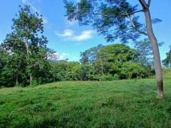 Tribu Palenque