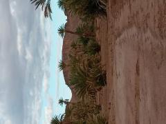 Berber life in oasis, Tagounite, Morocco