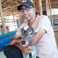 Need help mainly for indian native cow maintenance